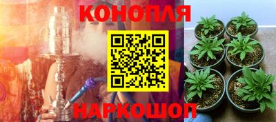 прущие крисы Шебекино